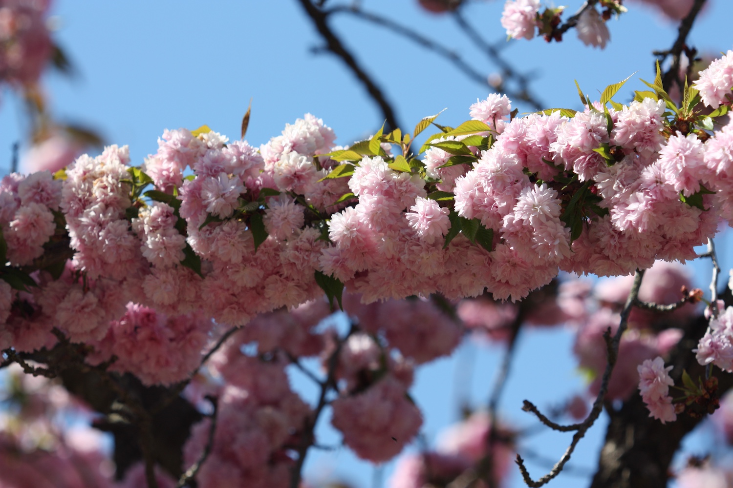 Les cerisiers en fleurs au jardin japonais